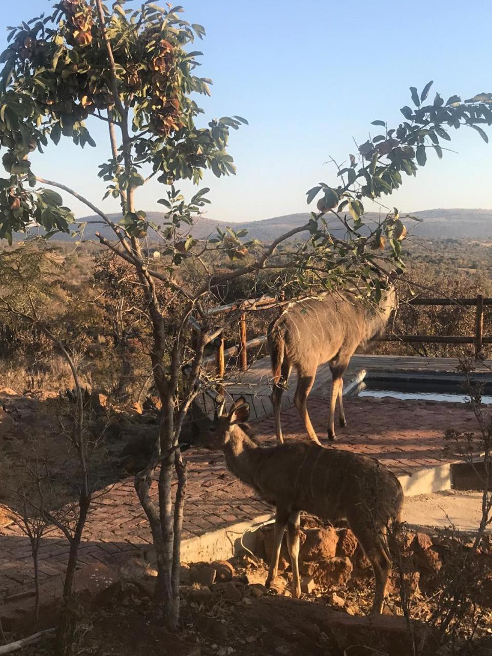 Lodge Twentyfour Mabalingwe Nature Reserve Bela-Bela Εξωτερικό φωτογραφία